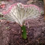 Фото 162: Euphorbia Lactea Cristata