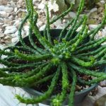 Фото 116: Euphorbia Medusa's Hair