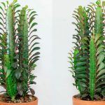 Фото 102: Euphorbia Trigona