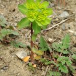 Фото 161: Euphorbia helioscopia