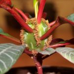 Фото 98: Euphorbia leuconeura