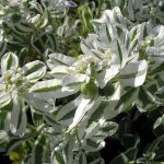 Фото 37: Euphorbia marginata Pursh