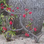 Фото 88: Euphorbia milii в природе