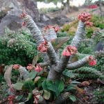 Фото 165: Euphorbia millotii