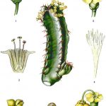 Фото 166: Строение Euphorbia resinifera