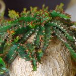 Фото 167: Euphorbia stellata
