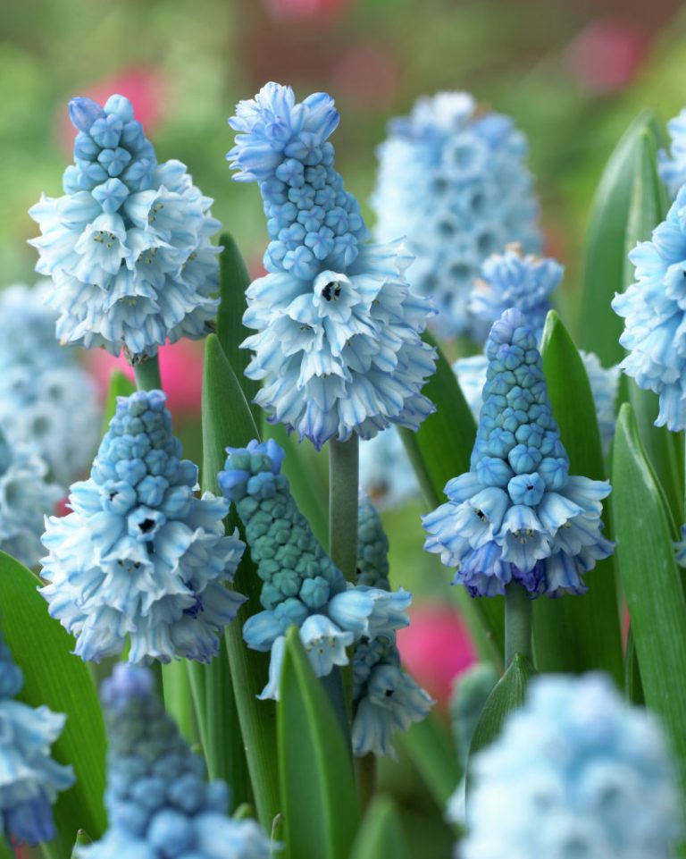 Фото 56: Гиацинт Muscari azureum