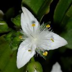 Фото 128: Tradescantia albiflora