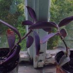 Фото 78: Выращивание пурпурной традесканции