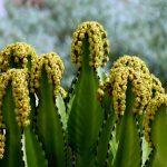 Фото 159: Euphorbia candelabrum