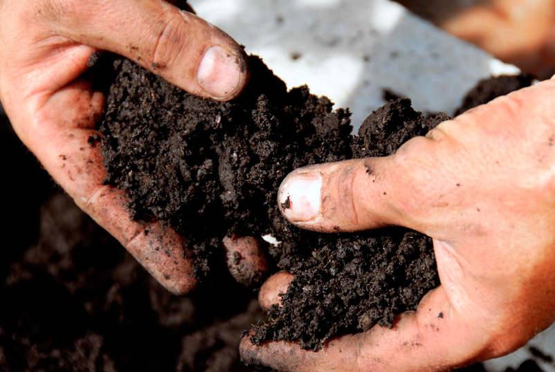 Подготовка почвы для выращивания фрезии