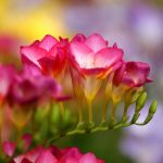 Фото 30: Цветы фрезии