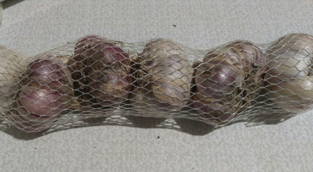 Хранение луковиц фрезии в сетке