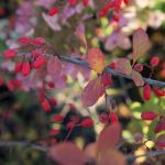 Фото 128: Жимолость осенью красная