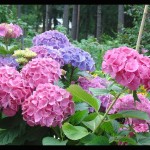 Фото 12: Цветущие кустарники для дачи гортензия 2