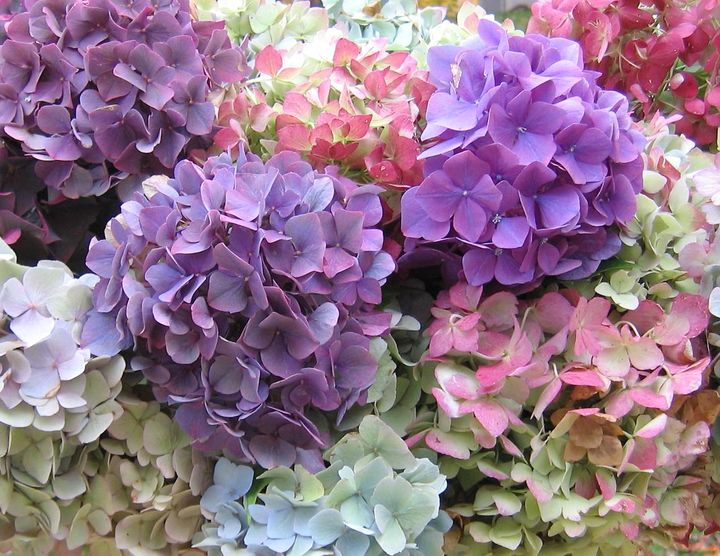 Цветущие кустарники для дачи гортензия