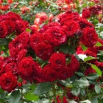 Фото 17: Цветущие кустарники для дачи кустовая роза 1