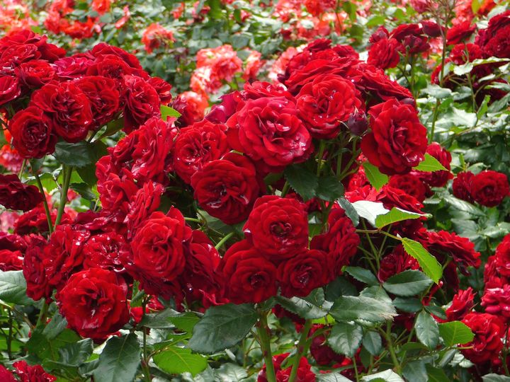 Цветущие кустарники для дачи кустовая роза 1