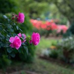 Фото 19: Цветущие кустарники для дачи кустовая роза