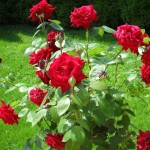 Фото 18: Цветущие кустарники для дачи кустовая роза 3
