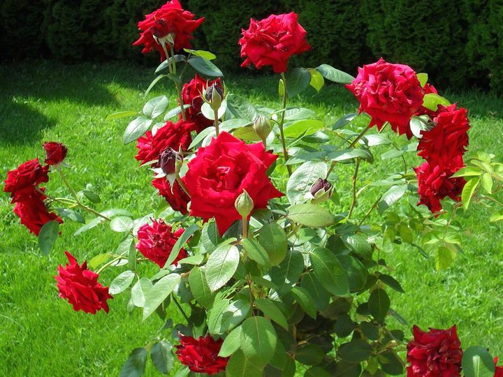 Цветущие кустарники для дачи кустовая роза 3