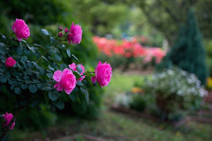 Цветущие кустарники для дачи кустовая роза