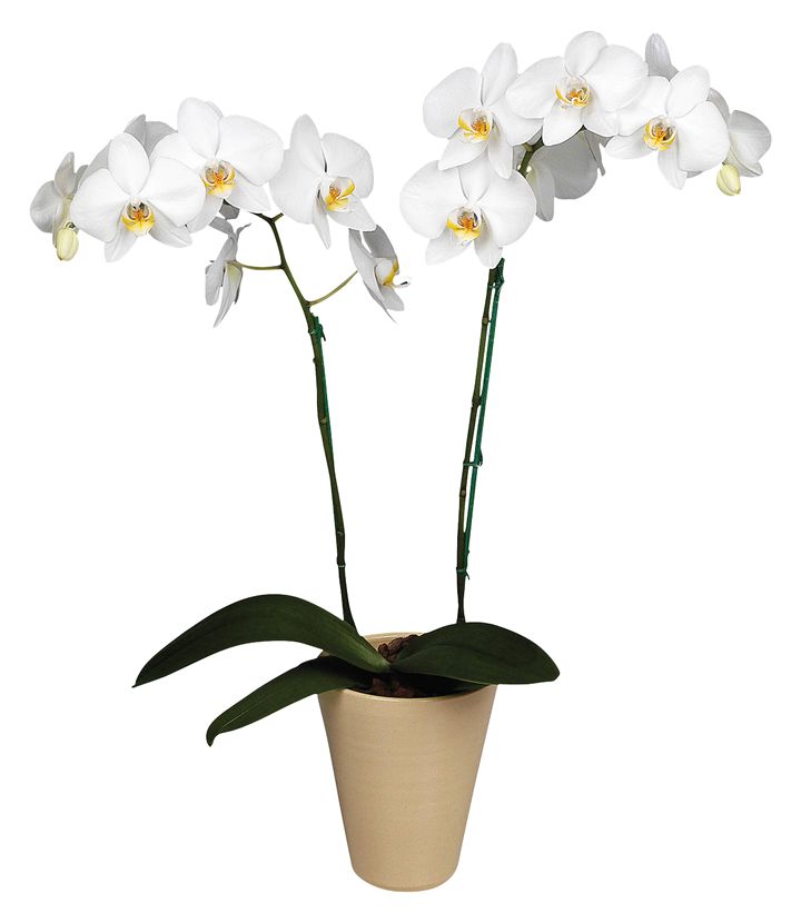 орхидея 1