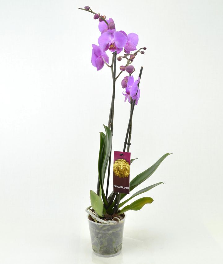 орхидея 11