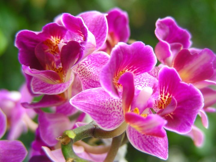 орхидея 13