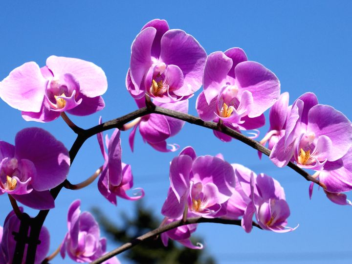 орхидея 15