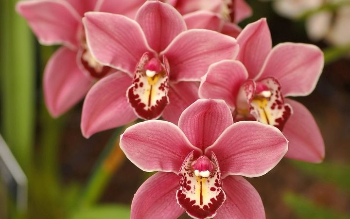 орхидея 17