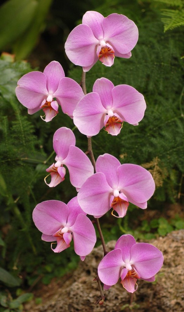 орхидея 2