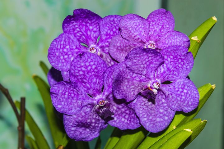 орхидея 20