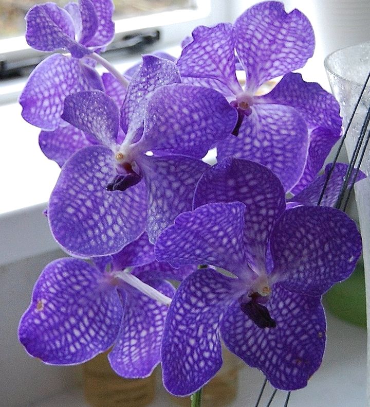 орхидея 21