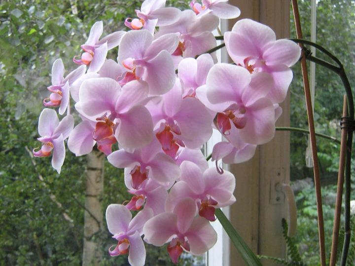 орхидея 3