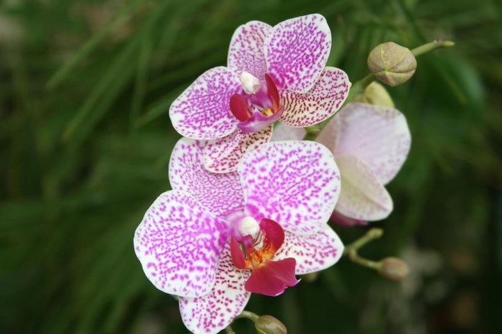 орхидея 4