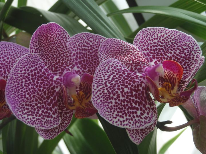 орхидея 5