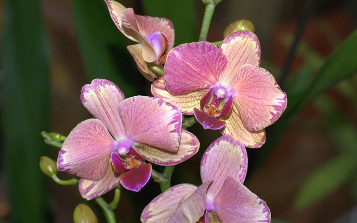 орхидея 6