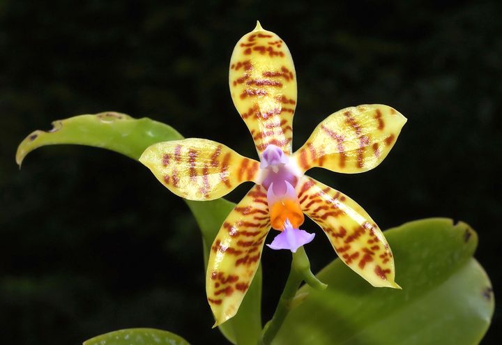 орхидея 7