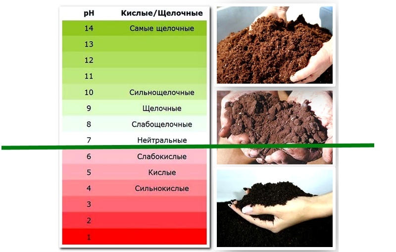 Кислотность почвы для салатов