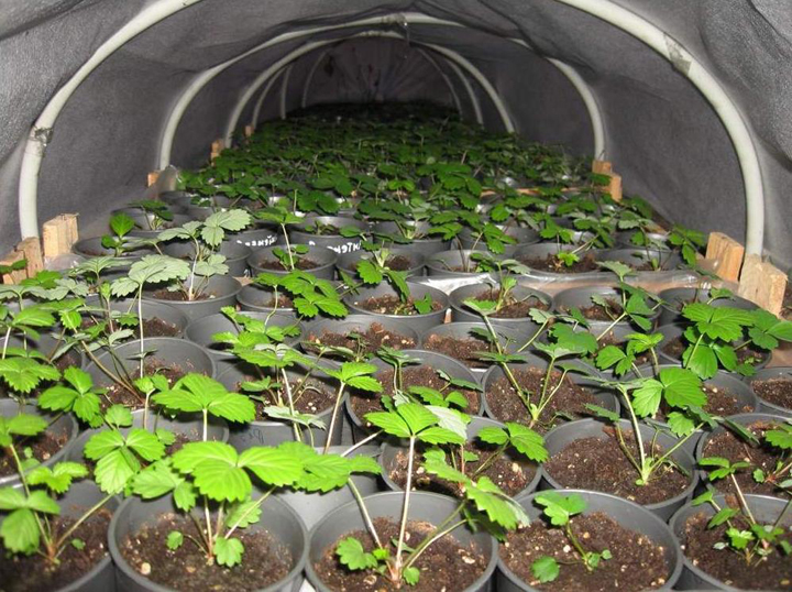 Выращивание земляники из семян в микротепличке