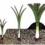 Фото 106: Схема выращивания лука–порея