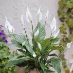 Фото 60: Spathiphyllum Chopin Peace Lily