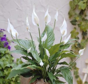 Фото 60: Spathiphyllum Chopin Peace Lily
