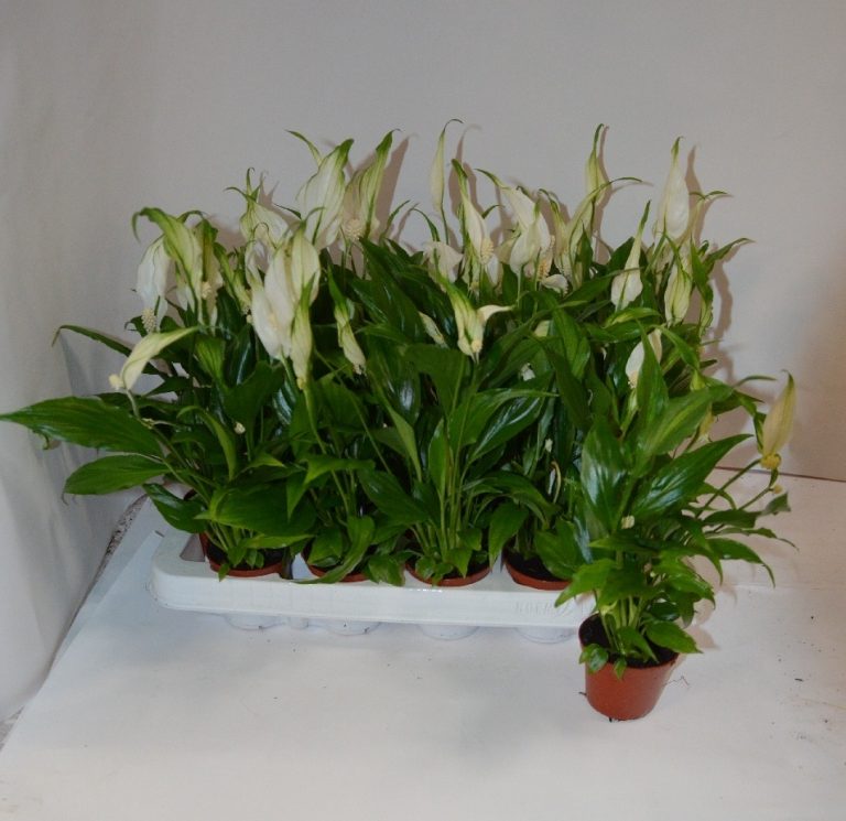 Фото 61: Spathiphyllum Chopin Ultimo