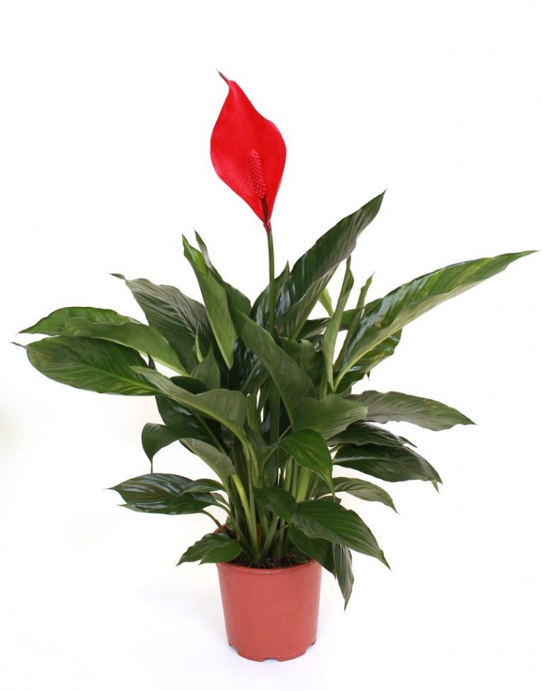 Фото 82: Spathiphyllum Cupido Zero