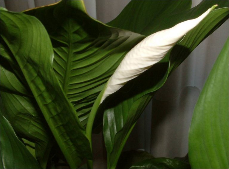 Фото 131: Spathiphyllum Mauna Loa