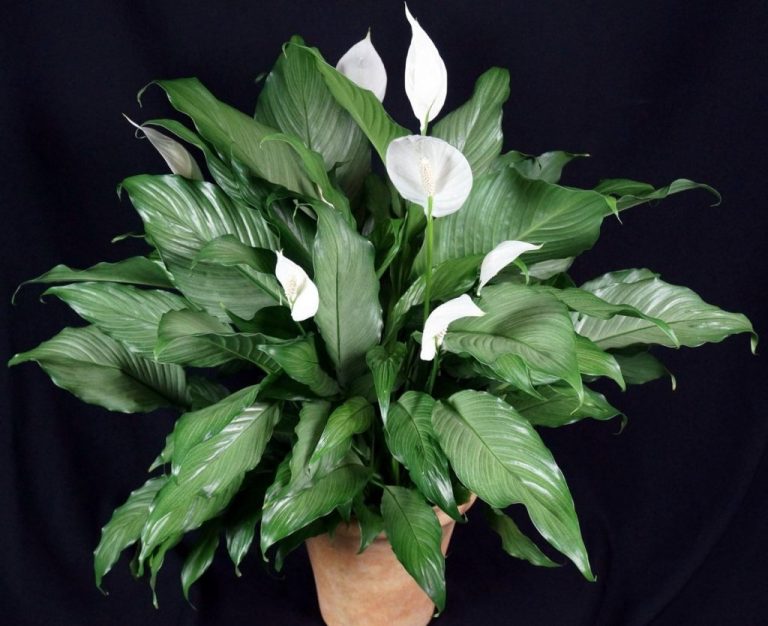 Фото 133: Spathiphyllum Platinum Mist