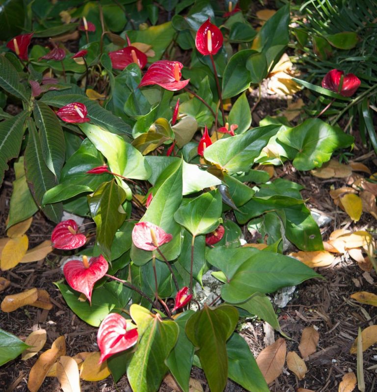 Фото 83: Spathiphyllum Red Peace Lily