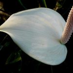 Фото 41: Цветок спатифиллума прелестного